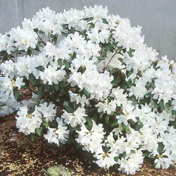 RHODODENDRON