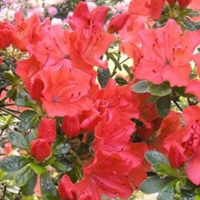JAPANSK_AZALEA