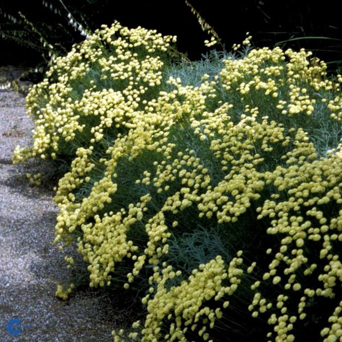 Lavendel