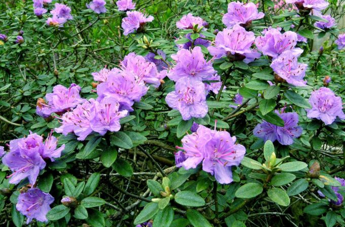rhodo